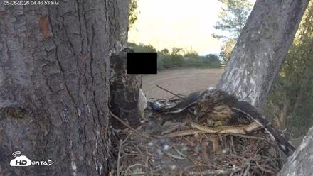 Red-Tailed Hawk Live Webcam - May 6, 2026, 5:50pm PDT
