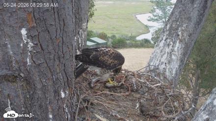 Red-Tailed Hawk Live Webcam - May 24, 2026, 9:33am PDT
