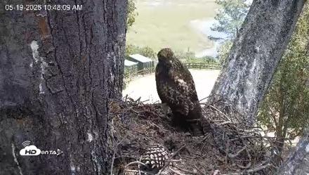 Red-Tailed Hawk Live Webcam - May 19, 2026, 11:49am PDT