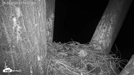 Red-Tailed Hawk Live Webcam - May 24, 2026, 1:15am PDT