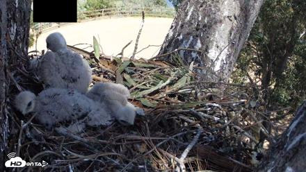 Red-Tailed Hawk Live Webcam - Apr 11, 2026, 1:55pm PDT