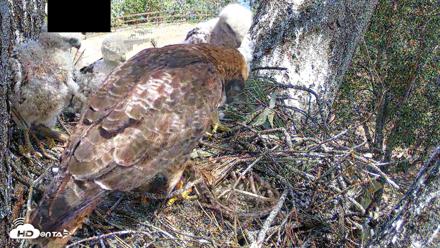 Red-Tailed Hawk Live Webcam - Apr 15, 2026, 12:44pm PDT