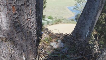Red-Tailed Hawk Live Webcam - Mar 26, 2026, 3:07pm PDT