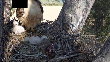 Red-Tailed Hawk Live Webcam - Mar 29, 2026, 2:37pm PDT