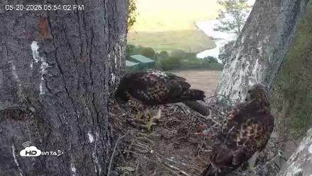 Red-Tailed Hawk Live Webcam - May 20, 2026, 6:55pm PDT