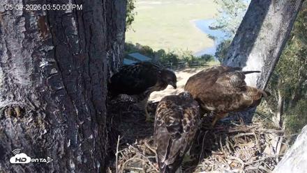 Red-Tailed Hawk Live Webcam - May 9, 2026, 4:50pm PDT