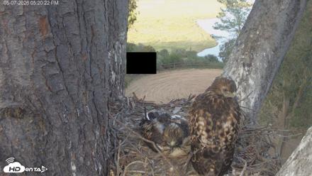 Red-Tailed Hawk Live Webcam - May 7, 2026, 6:24pm PDT