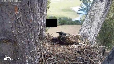 Red-Tailed Hawk Live Webcam - May 5, 2026, 11:57am PDT
