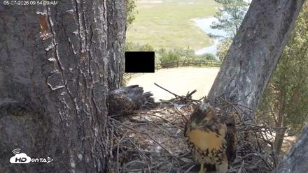 Red-Tailed Hawk Live Webcam - May 7, 2026, 10:55am PDT