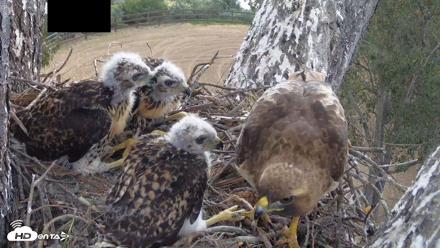 Red-Tailed Hawk Live Webcam - Apr 25, 2026, 9:37am PDT
