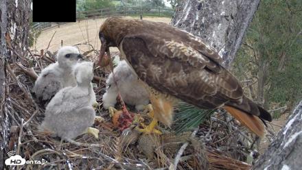 Red-Tailed Hawk Live Webcam - Apr 12, 2026, 3:23pm PDT