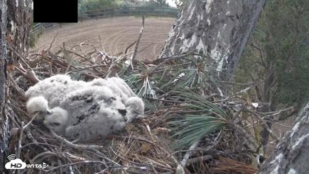 Red-Tailed Hawk Live Webcam - Apr 13, 2026, 6:21am PDT