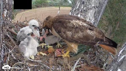 Red-Tailed Hawk Live Webcam - Apr 12, 2026, 3:41pm PDT