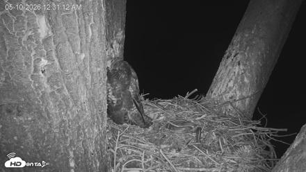 Red-Tailed Hawk Live Webcam - May 10, 2026, 1:34am PDT