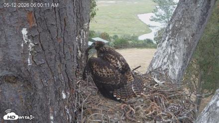 Red-Tailed Hawk Live Webcam - May 12, 2026, 7:01am PDT