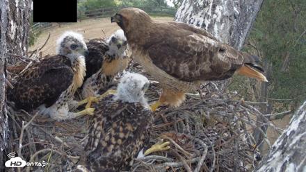 Red-Tailed Hawk Live Webcam - Apr 25, 2026, 9:36am PDT