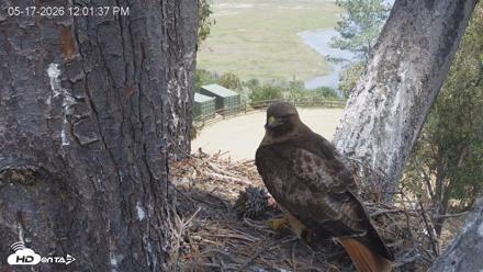 Red-Tailed Hawk Live Webcam - May 17, 2026, 1:02pm PDT