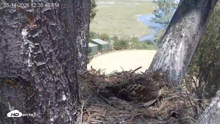Red-Tailed Hawk Live Webcam - May 14, 2026, 1:37pm PDT