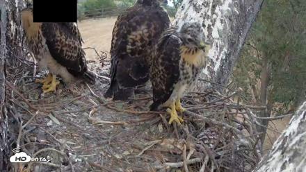 Red-Tailed Hawk Live Webcam - Apr 30, 2026, 6:37pm PDT