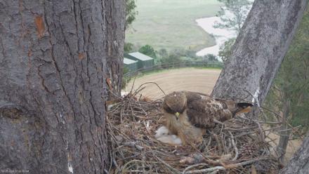 Red-Tailed Hawk Live Webcam - Mar 23, 2026, 8:45am PDT