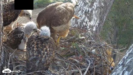 Red-Tailed Hawk Live Webcam - Apr 23, 2026, 6:48am PDT