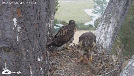 Red-Tailed Hawk Live Webcam - May 17, 2026, 5:59pm PDT
