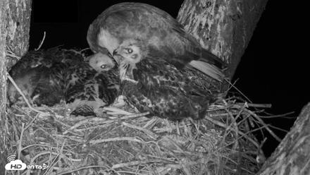 Red-Tailed Hawk Live Webcam - Apr 25, 2026, 5:40am PDT