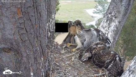 Red-Tailed Hawk Live Webcam - May 3, 2026, 10:56am PDT