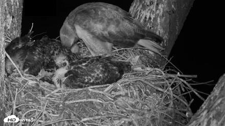 Red-Tailed Hawk Live Webcam - Apr 25, 2026, 5:41am PDT