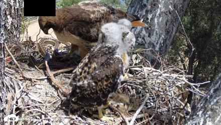 Red-Tailed Hawk Live Webcam - Apr 20, 2026, 1:10pm PDT