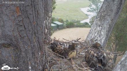Red-Tailed Hawk Live Webcam - May 8, 2026, 10:35am PDT