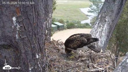 Red-Tailed Hawk Live Webcam - May 15, 2026, 11:33am PDT