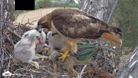 Red-Tailed Hawk Live Webcam - Apr 12, 2026, 3:17pm PDT