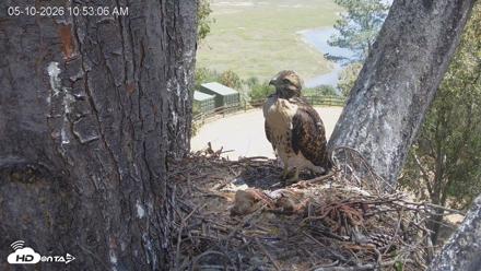 Red-Tailed Hawk Live Webcam - May 10, 2026, 11:53am PDT