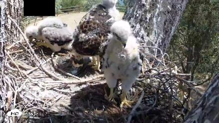 Red-Tailed Hawk Live Webcam - Apr 18, 2026, 11:55am PDT