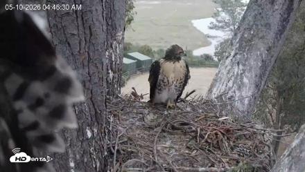 Red-Tailed Hawk Live Webcam - May 10, 2026, 5:49am PDT