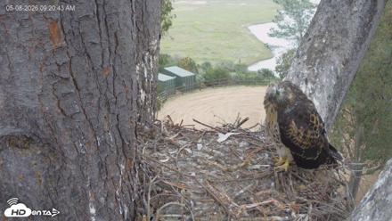 Red-Tailed Hawk Live Webcam - May 8, 2026, 10:21am PDT