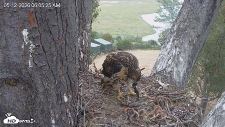 Red-Tailed Hawk Live Webcam - May 12, 2026, 7:08am PDT