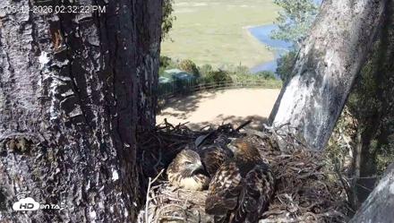 Red-Tailed Hawk Live Webcam - May 13, 2026, 3:35pm PDT