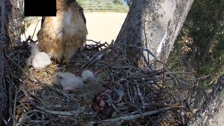 Red-Tailed Hawk Live Webcam - Mar 29, 2026, 2:39pm PDT