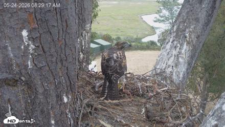 Red-Tailed Hawk Live Webcam - May 24, 2026, 9:32am PDT