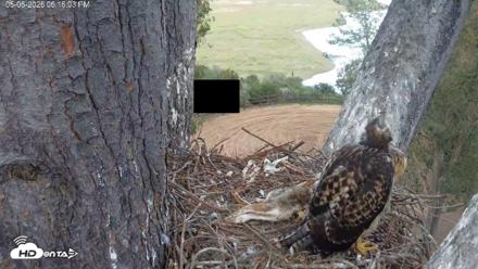 Red-Tailed Hawk Live Webcam - May 5, 2026, 7:17pm PDT