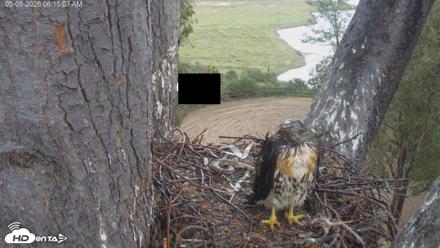 Red-Tailed Hawk Live Webcam - May 5, 2026, 7:18am PDT