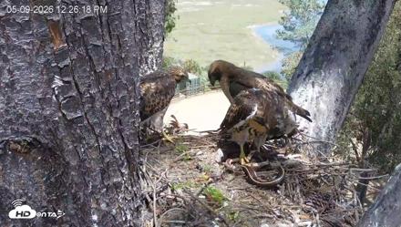 Red-Tailed Hawk Live Webcam - May 9, 2026, 1:27pm PDT