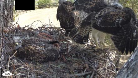 Red-Tailed Hawk Live Webcam - Apr 28, 2026, 10:36am PDT