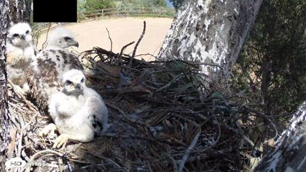 Red-Tailed Hawk Live Webcam - Apr 17, 2026, 2:03pm PDT
