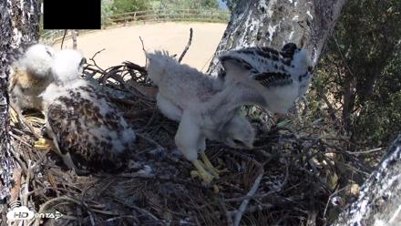 Red-Tailed Hawk Live Webcam - Apr 17, 2026, 1:59pm PDT
