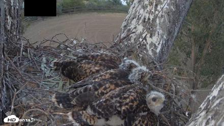 Red-Tailed Hawk Live Webcam - Apr 27, 2026, 5:52pm PDT