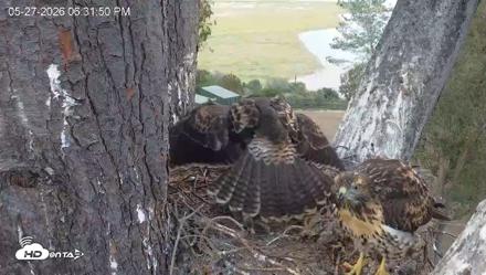 Red-Tailed Hawk Live Webcam - May 27, 2026, 7:35pm PDT