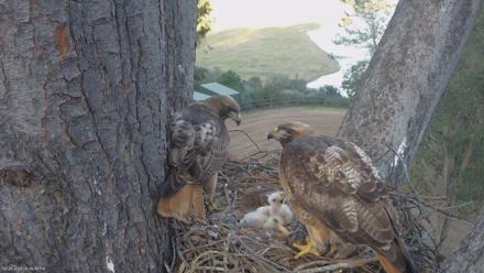 Red-Tailed Hawk Live Webcam - Mar 23, 2026, 5:51pm PDT